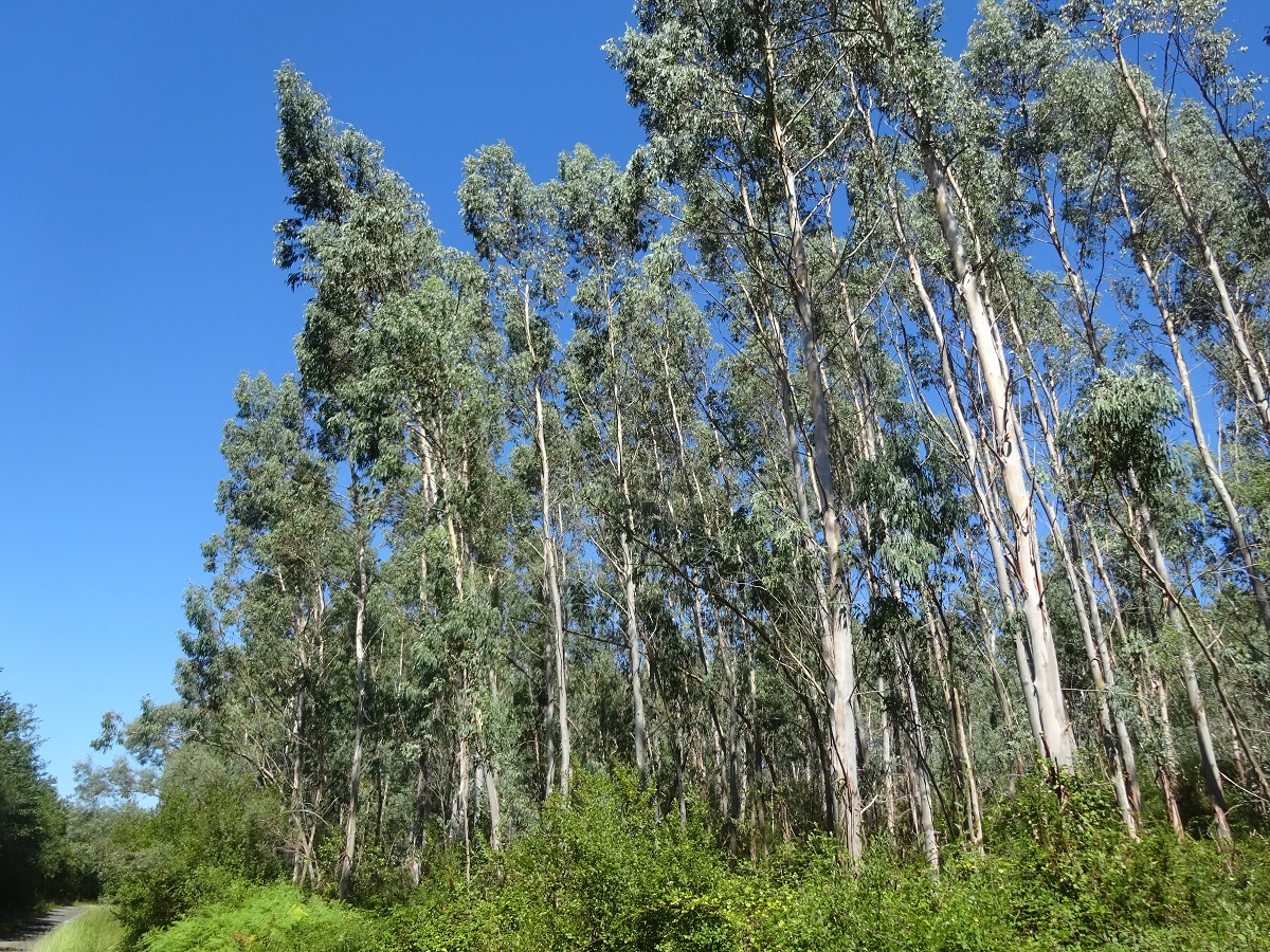 Eucalyptus globulus (Myrtaceae)